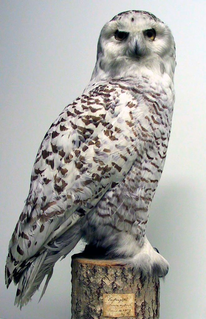 Täytetty tunturipöllö Kuopion luonnontieteellisen museon kokoelmissa