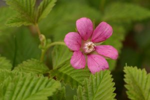 Mesimarjan kukassa on seitsemän vaaleanpunaista terälehteä.
