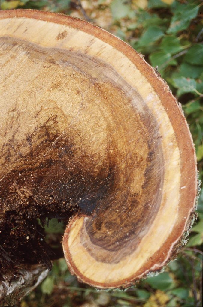 Poikkileikkaus kaadetusta lahosta koivusta. Puun sisus on tumma ja pehmeä.