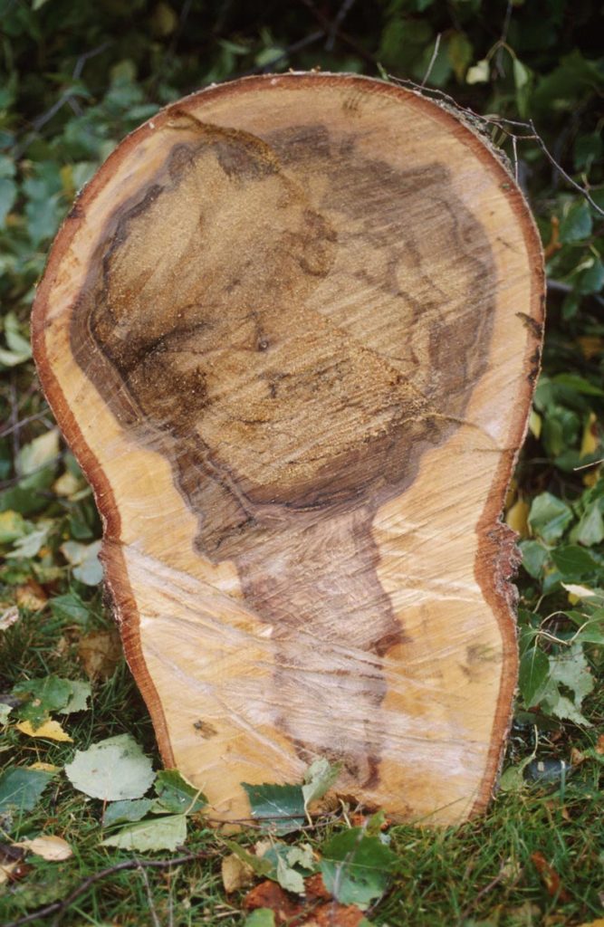 Poikkileikkaus lahosta puusta. Puun sisällä näkyy tumma kuvio lahottajasienen toiminnan merkkinä.