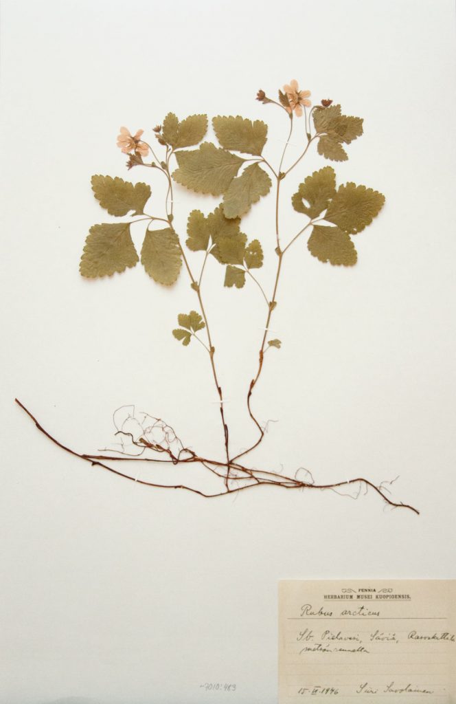 kasviarkki, mesimarja