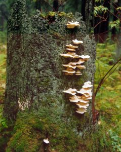 Kääpiä puun kyljessä