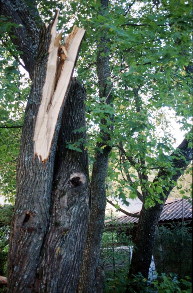 Suuresta lahosta lehtipuusta on katkennut latvus.