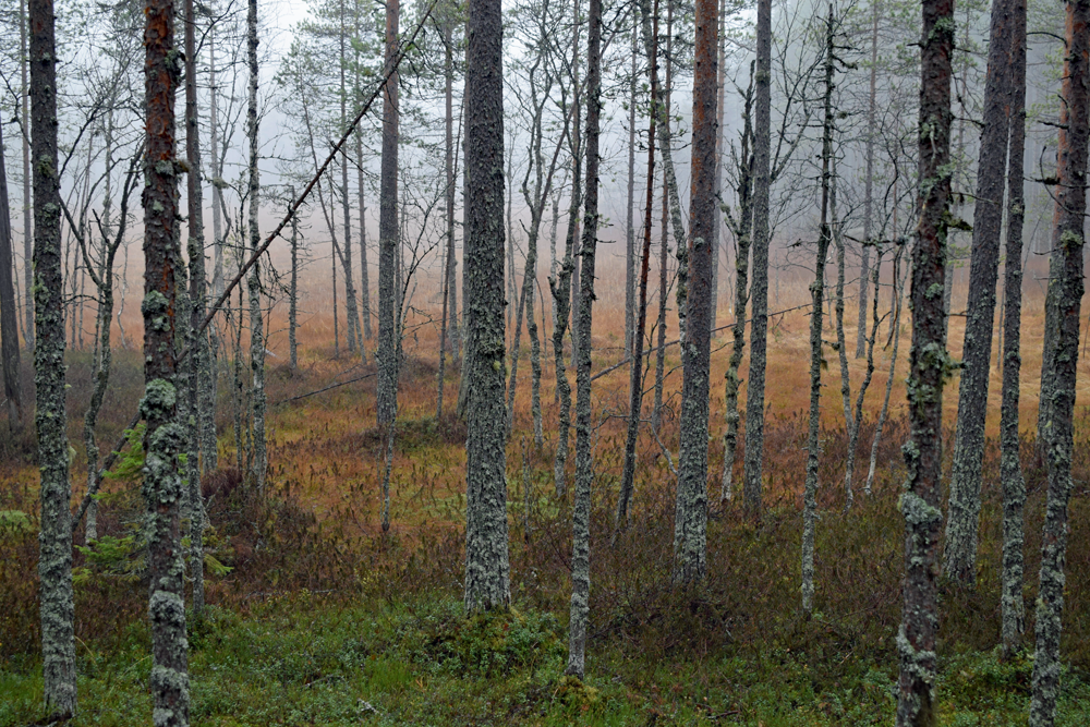 Sumuinen syyspäivä korpimetsässä.