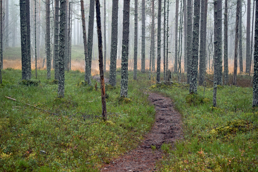 Polku vie metsän halki. Syyspäivä on sumuinen.