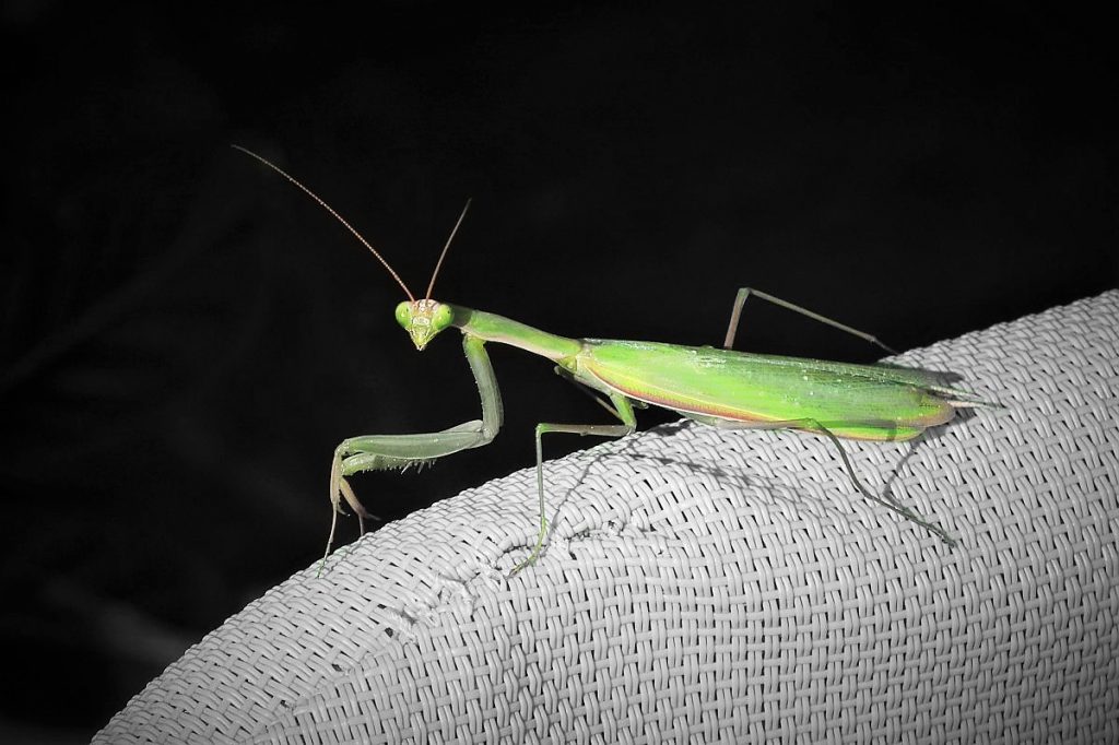 Vihreä rukoilijasirkka seisoo pihatuolin käsinojalla.