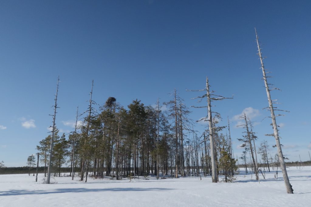 Aurinkoinen talvipäivä suolla. Metsäsaarekkeella kasvaa mäntyjä, joista osa on harmaita keloja.