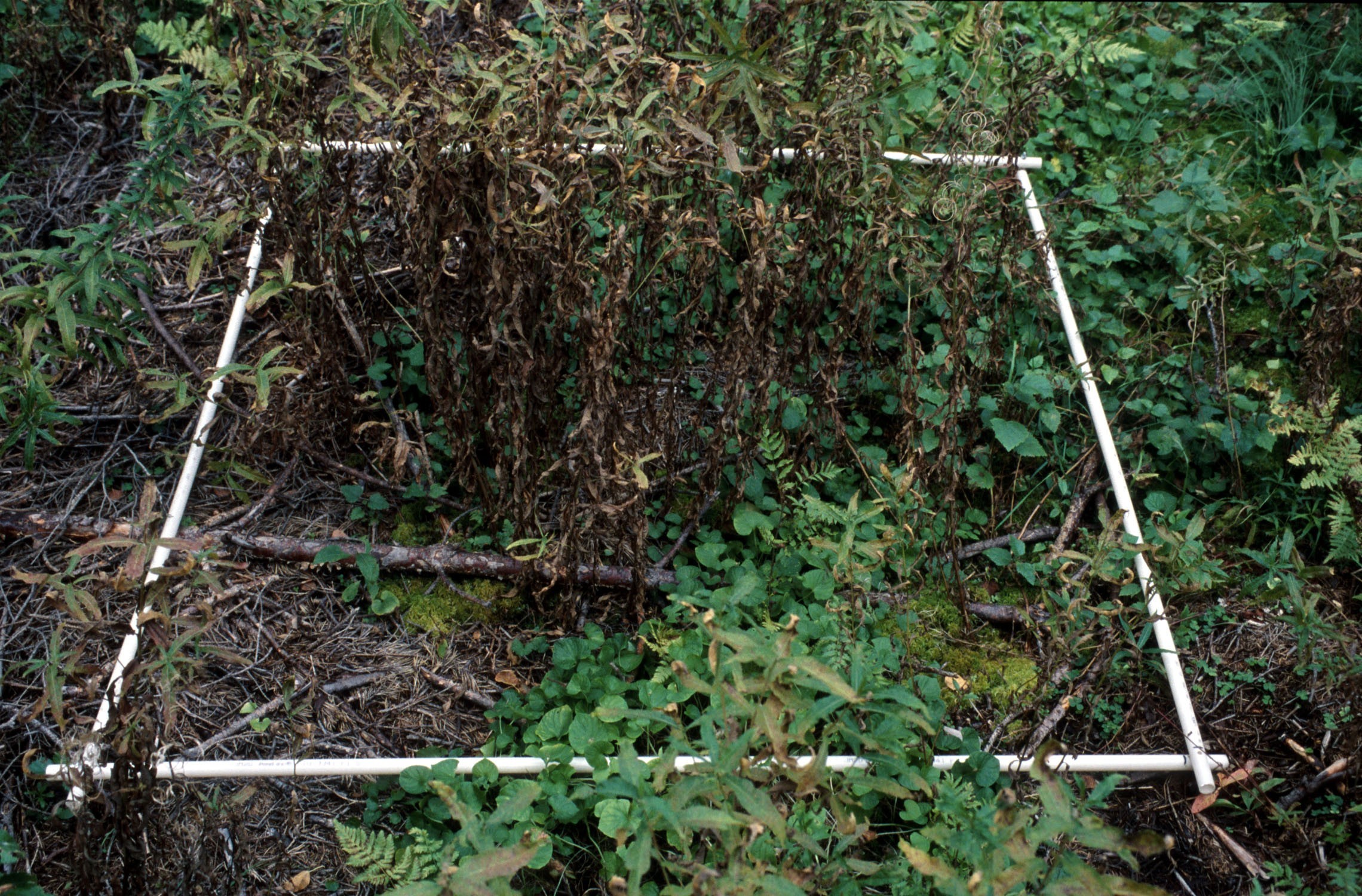 Kasvillisuuden näyteala Pölkkypuronsuolla vuonna 2002