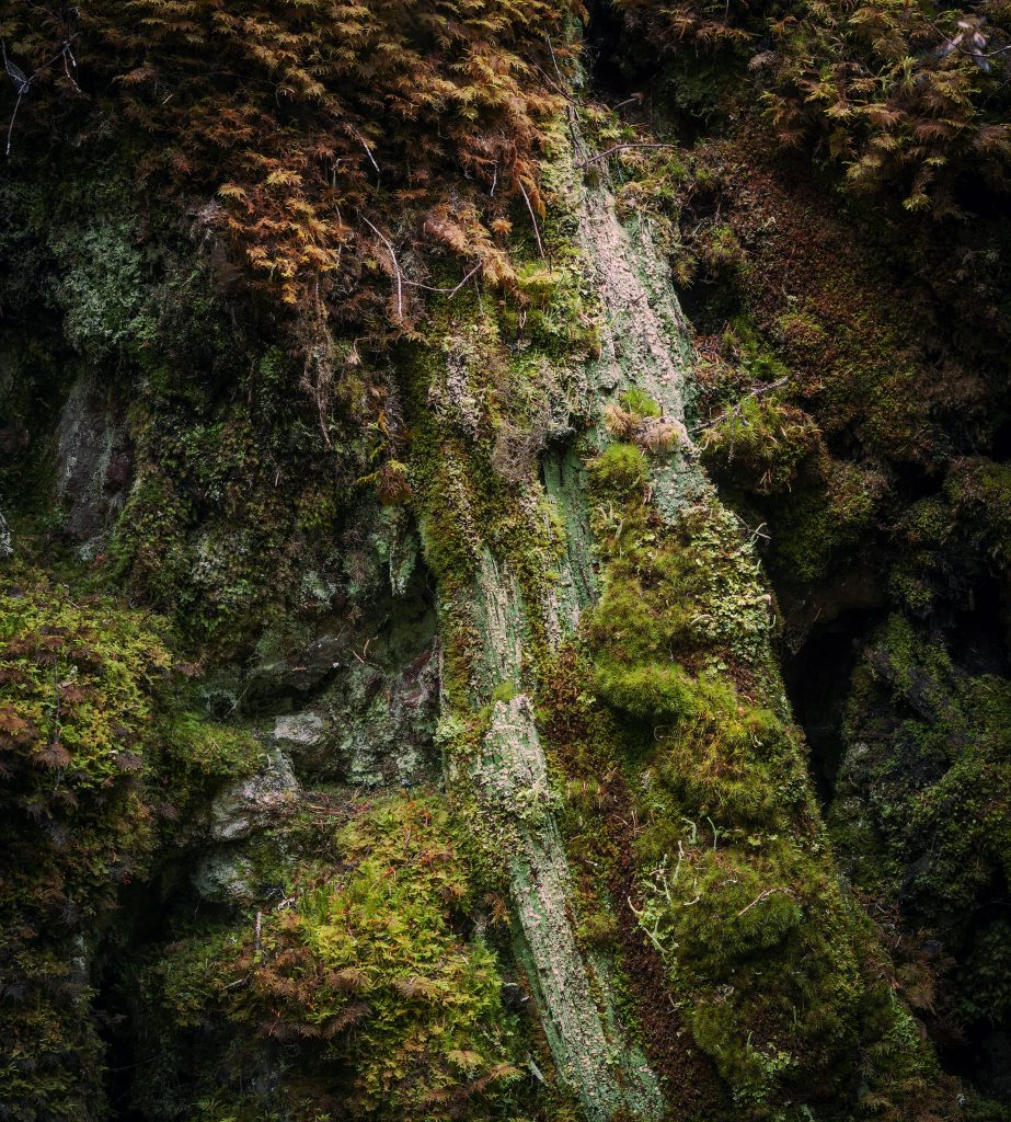 Lahopuun pinnalla kasvaa sammalia ja jäkäliä. 